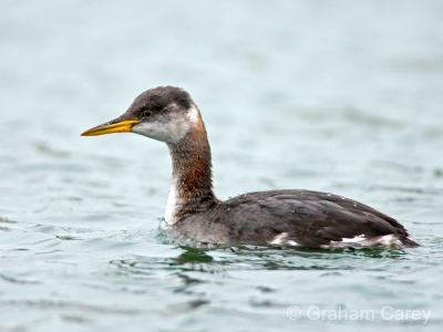 Red-necked Grebe (Podiceps grisegena) Graham Carey