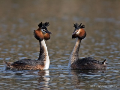 Great Crested Grebe (Podiceps cristatus) Graham Carey