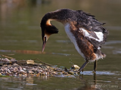 Great Crested Grebe (Podiceps cristatus) Graham Carey