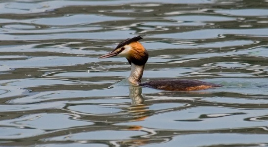 Great crested Grebe (Podiceps cristatus) Mark Elvin