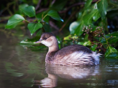 Little Grebe (Tachybaptus ruficollis) Graham Carey