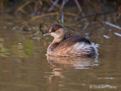 Little Grebe (Tachybaptus ruficollis) Graham Carey