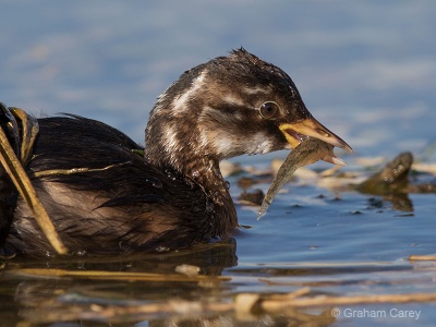 Little Grebe (Tachybaptus ruficollis) Graham Carey