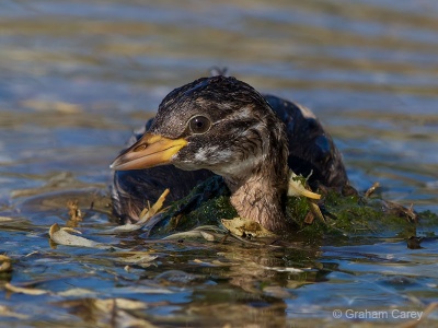 Little Grebe (Tachybaptus ruficollis) Graham Carey