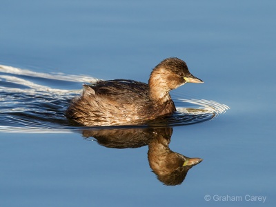 Little Grebe (Tachybaptus ruficollis) Graham Carey