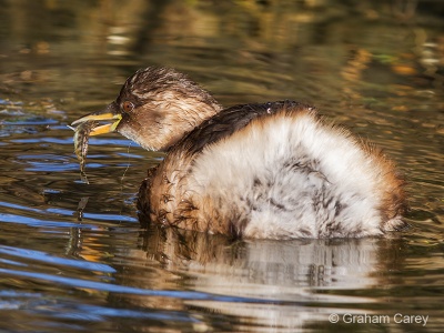 Little Grebe (Tachybaptus ruficollis) Graham Carey