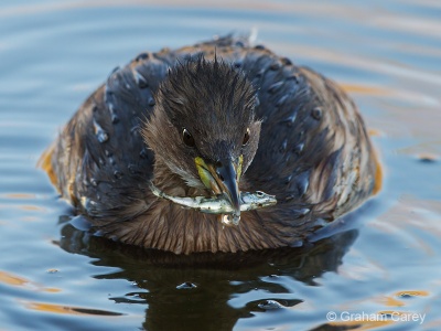 Little Grebe (Tachybaptus ruficollis) Graham Carey