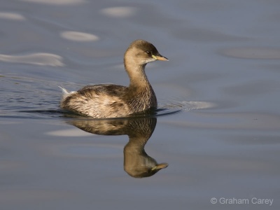 Little Grebe (Tachybaptus ruficollis) Graham Carey