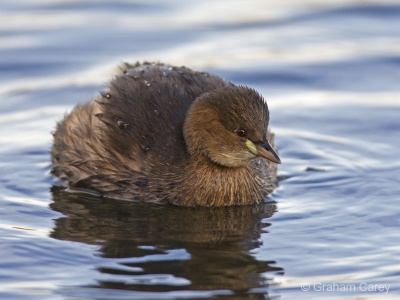 Little Grebe (Tachybaptus ruficollis) Graham Carey