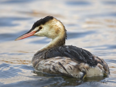 Great Crested Grebe (Podiceps cristatus) Graham Carey