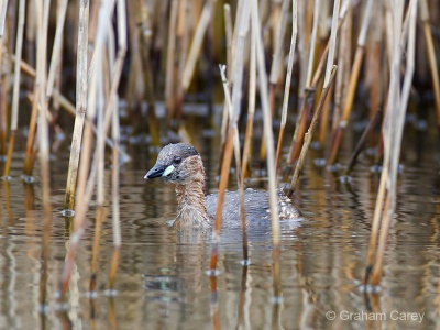 Little Grebe (Tachybaptus ruficollis) Graham Carey