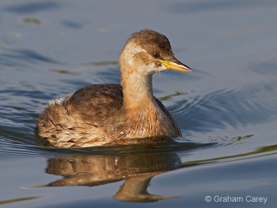 Little Grebe (Tachybaptus ruficollis) Graham Carey