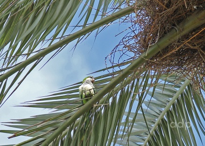 Monk Parakeet, (Myiopsitta monachus) Alan Prowse