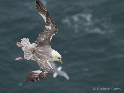 Fulmar (Fulmarus glacialis) Graham Carey