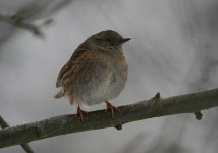 Dunnock (Prunella modularis) Graham Osborne