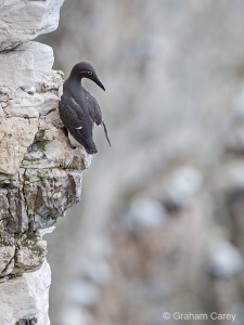 Guillemot (Uria aalge) Graham Carey