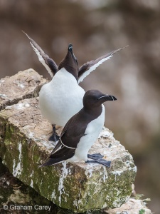 Razorbill (Alco torda) Graham Carey