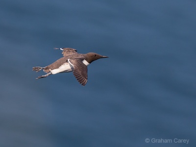 Guillemot (Uria aalge) Graham Carey