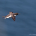 Guillemot (Uria aalge) Graham Carey
