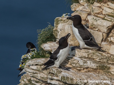 Razorbill (Alco torda) Graham Carey