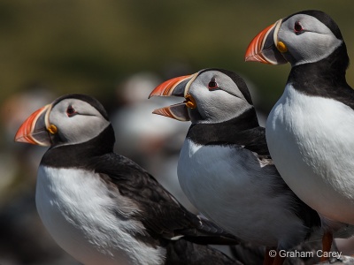 Puffin (Fratercula arctica) Graham Carey