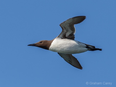 Guillemot (Uria aalge) Graham Carey