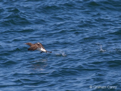 Guillemot (Uria aalge) Graham Carey