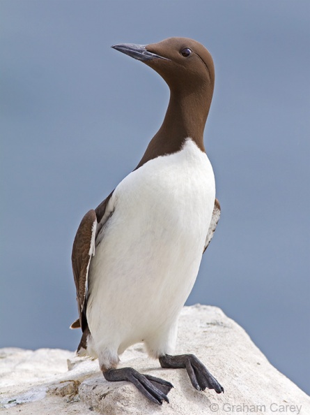 Guillemot ( Uria aalge) Graham Carey - IMG_4364m4.jpg IMG_4364m4.jpg