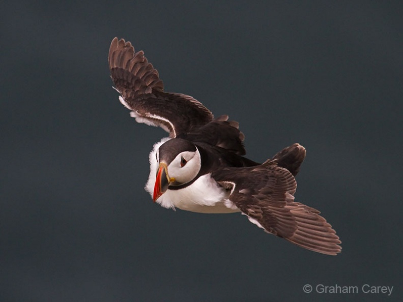 Puffin (Fratercula arctica) Graham Carey - IMG_5075m4.jpg IMG_5075m4.jpg