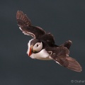 Puffin (Fratercula arctica) Graham Carey