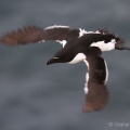 Razorbill (Alco torda) Graham Carey