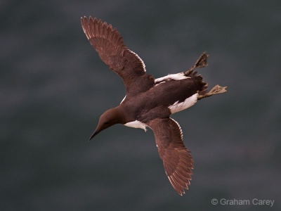 Guillemot (Uria aalge) Graham Carey