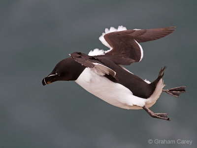 Razorbill (Alco torda) Graham Carey