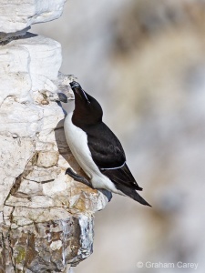 Razorbill (Alco torda) Graham Carey