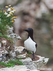 Razorbill (Alco torda) Graham Carey