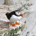 Puffin (Fratercula arctica) Graham Carey