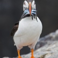Puffin (Fratercula arctica) Graham Carey