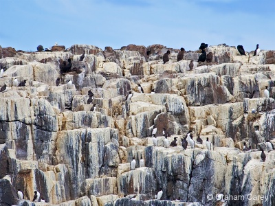 Guillemot (Uria aalge) Graham Carey