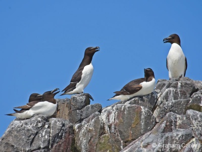 Razorbill (Alca torda) Graham Carey