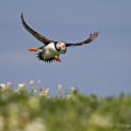 Puffin (Fratercula arctica) Graham Carey