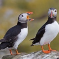 Puffin (Fratercula arctica) Graham Carey