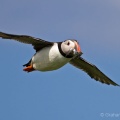 Puffin (Fratercula arctica) Graham Carey