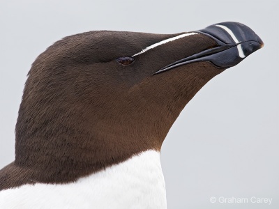 Razorbill (Alca torda) Graham Carey