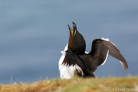 Razorbil (Alca torda) displaying