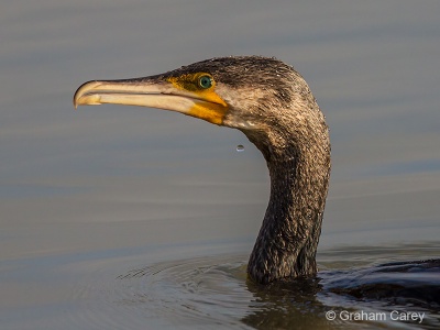 Cormorant (Phalacrocorax carbo) Graham Carey