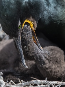 Shag (Phalacrocorax aristotelis) Graham Carey