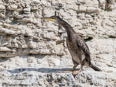 Shag (Phalacrocorax aristotelis) Graham Carey