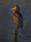 Cormorant (Phalacrocorax carbo) Graham Carey