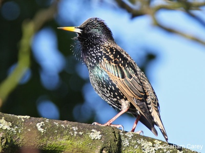 Starling (Sturnus vulgaris) Graham Carey