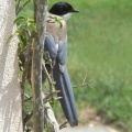 Azure-winged Magpie (Cyanopica cyanus) Alan
